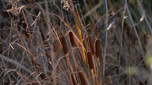 typha plant at the lake at sunset. cattail during the autumn season. windy vegetation