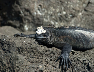 Zeeleguaan, Marine Iguana, Amblyrhynchus cristatus
