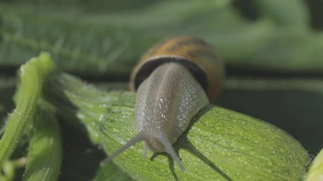 Helix Aspersa Maxima close up. Helix Aspersa Muller in its natural environment. Snail farm. Beautiful snail close up