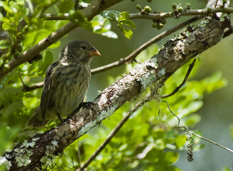 Medium Ground-Finch, Middelste Grondvink, Geospiza fortis