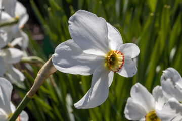 White narcissus flower on a background of green leaves in sunny weather. Detailed macro view.