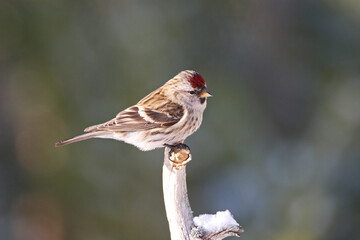 Mealy Redpoll, Grote Barmsijs, Carduelis flammea