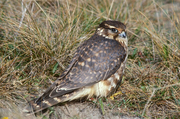 Merlin, Smelleken, Falco columbarius