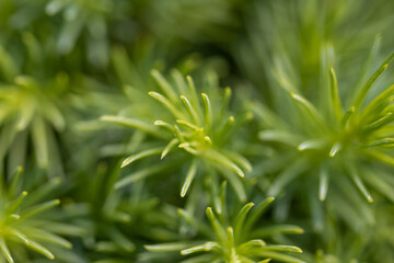 Fir tree green needles. Detailed macro view.