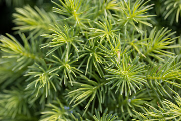 Fir tree green needles. Detailed macro view.