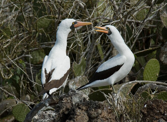 Nazca Booby, Nazca Gent, Sula granti