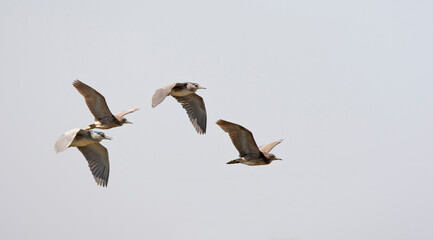 Obraz premium Kwak, Black-crowned Night Heron, Nycticorax nycticorax