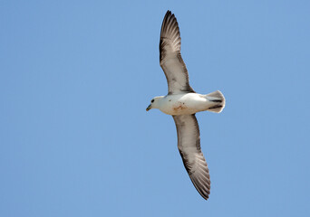 Noordse Stormvogel, Northern Fulmar, Fulmarus glacialis