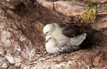 Noordse Stormvogel, Northern Fulmar, Fulmarus glacialis