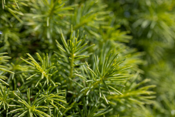 Fir tree green needles. Detailed macro view.