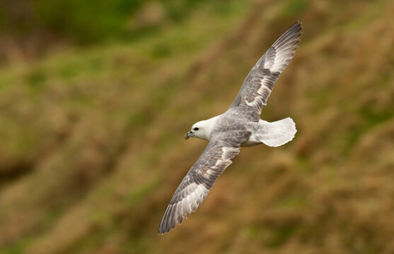 Noordse Stormvogel, Northern Fulmar, Fulmarus glacialis