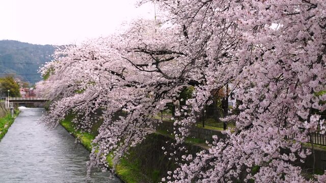春の京都　イメージ　満開の桜と冷泉通
