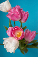 Close- up of pink tulips on a blue background. mother's day. Selective focus. International women day. March 8. Greeting card.