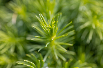 Fir tree green needles. Detailed macro view.