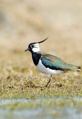 Kievit, Northern Lapwing; Vanellus vanellus