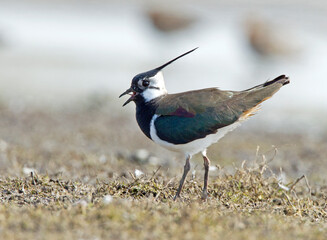 Kievit, Northern Lapwing; Vanellus vanellus