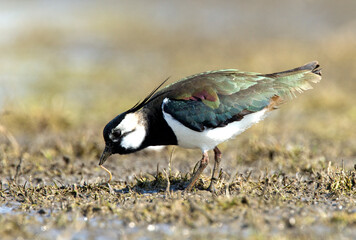 Kievit, Northern Lapwing; Vanellus vanellus