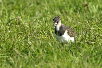Kievit, Northern Lapwing; Vanellus vanellus