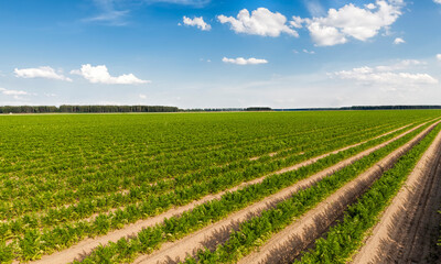 Fototapeta na wymiar agricultural field with furrows