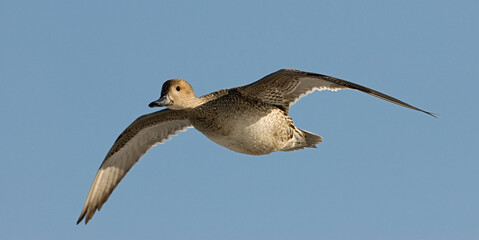 Northern Pintail, Pijlstaart, Anas acuta