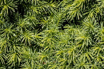 Fir tree green needles. Detailed macro view.