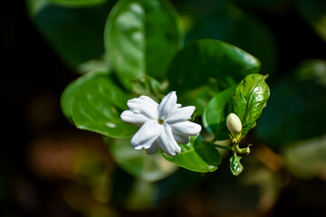 Jasminum sambac is a species of jasmine native to tropical Asia, from the Indian subcontinent to Southeast Asia.
