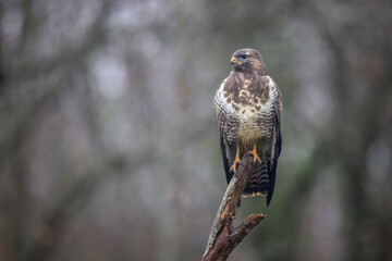 Buse variable Buteo buteo en atmosphère automnale