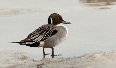 Pijlstaart, Northern Pintail, Anas acuta