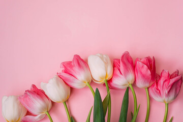 Pink and white tulips on the pink background. Flat lay, top view. Valentines background. 14 february. Women's Day. March 8.