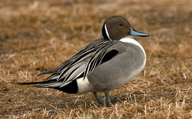 Pijlstaart, Northern Pintail, Anas acuta