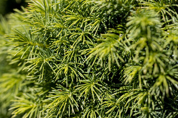 Fir tree green needles. Detailed macro view.