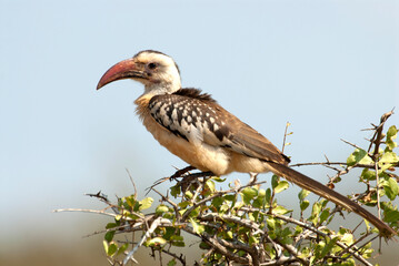 Roodsnaveltok, Northern Red-billed Hornbill, Tockus erythrorhynchus