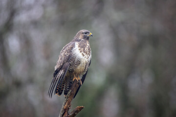 Buse variable Buteo buteo en atmosphère automnale