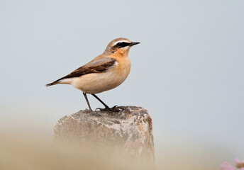 Tapuit, Northern Wheatear, Oenanthe oenanthe