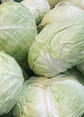 green cabbage harvest close up