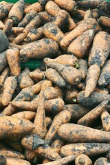 carrots harvest from the field close up for food patterns