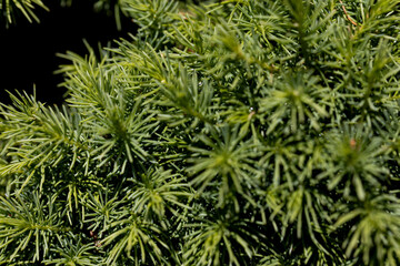 Fir tree green needles. Detailed macro view.