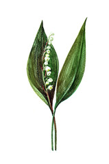 Watercolor bouquet forest lily on white background. Spring illustration.