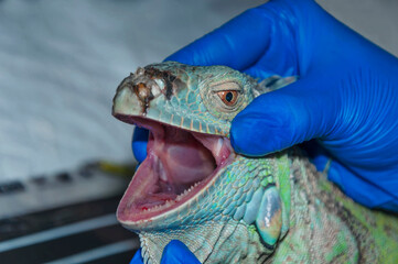 The vet holds an iguana in his hand. Minor injuries near the nose and in hte mouth