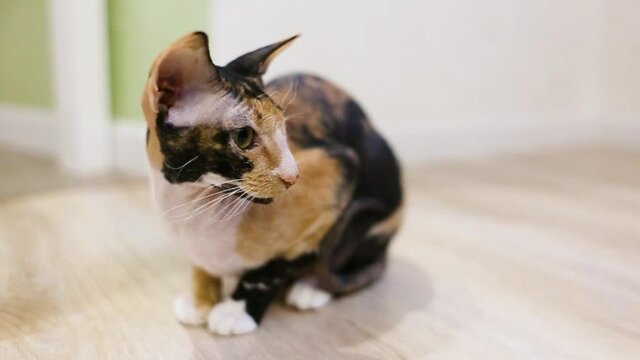 A three-colored Sphynx cat with fur sits on the floor in the apartment and looks around.