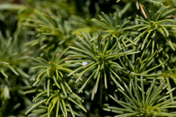 Fir tree green needles. Detailed macro view.