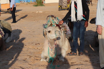 camel in the desert