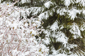 Winter in the forest: snowy boughs of a bush and a fur tree in close-up.