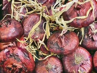 purple round onions harvest close up