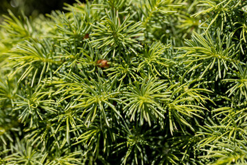 Fir tree green needles. Detailed macro view.