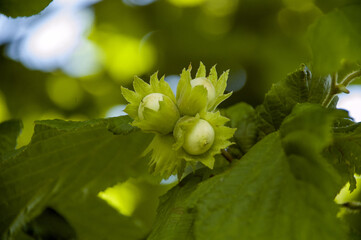 Young hazel fruits on a branch in the foliage