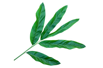 green leaves isolated on white background with clipping path for design elements, fresh green leaves