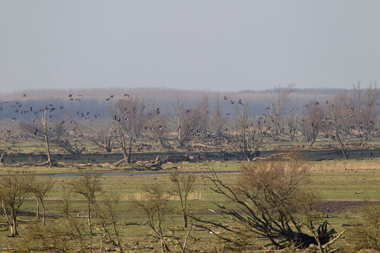 Oostvaardersplassen