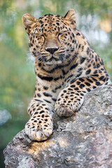 Amur leopard is a leopard subspecies native to the Primorye region of southeastern Russia and northern China. Beautiful feline and carnivore. Kind of big cats species. Panthera pardus orientalis