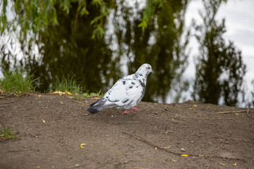 Dove on the path in the park. Detailed view.